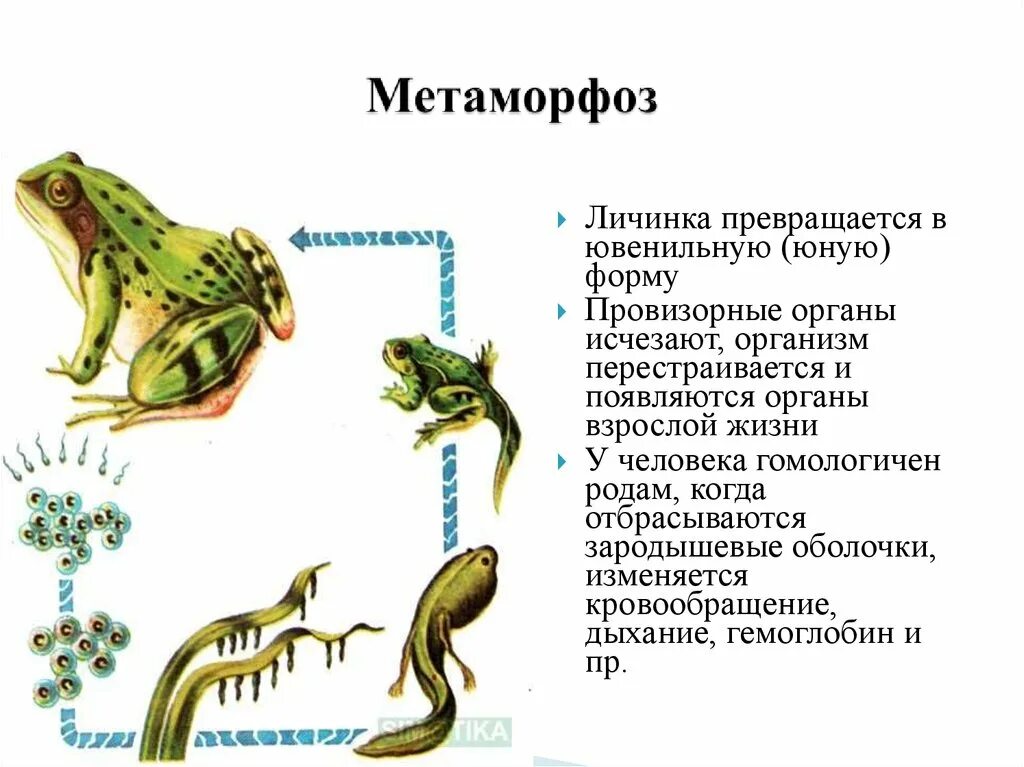 Метаморфоз. Метаморфоз у животных. Метаморфоз это в биологии. Метаморфоза это кратко. Земноводное у которого раньше всех заканчивается метаморфоз