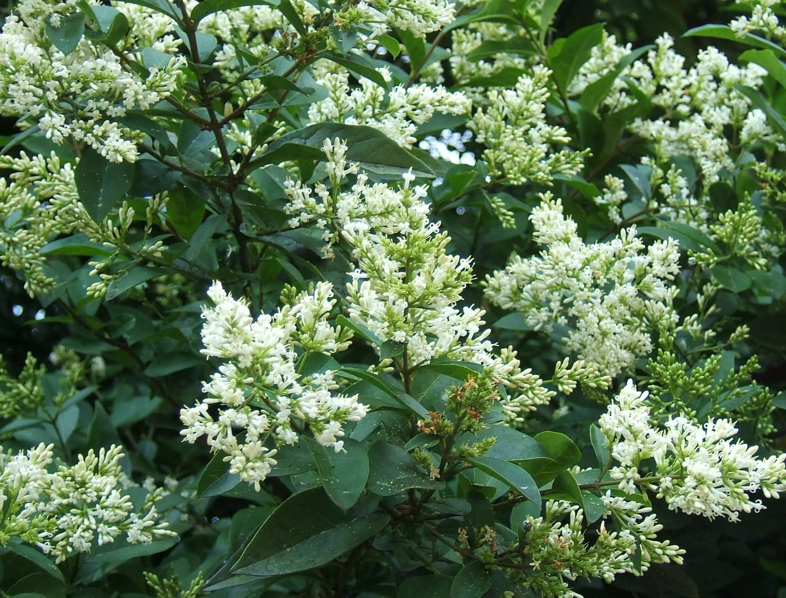 Как выглядит бирючина. Бирючина(ligustrum). бирючина атровиренс.