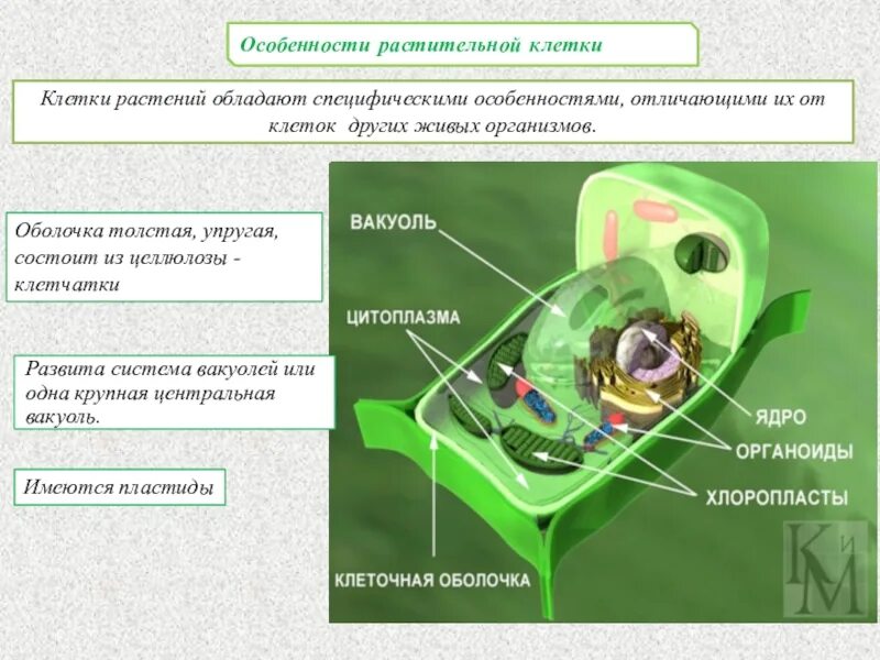 Растительной клетки кратко. Особенности строения клетки растений. Растительная клетка особенности строения клетки. Общая характеристика растительных клеток кратко. Отличительные особенности строения растительной клетки.