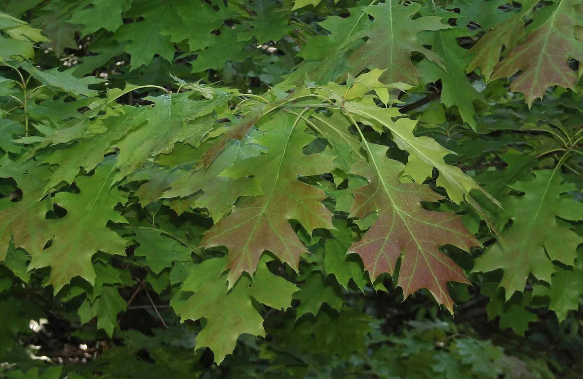 Дуб красный, Северный Quercus rubra. Дуб красный Quercus rubra. Канадский остролистный дуб листья. Дуб красный (канадский, остролистный). Красно черешчатый дуб