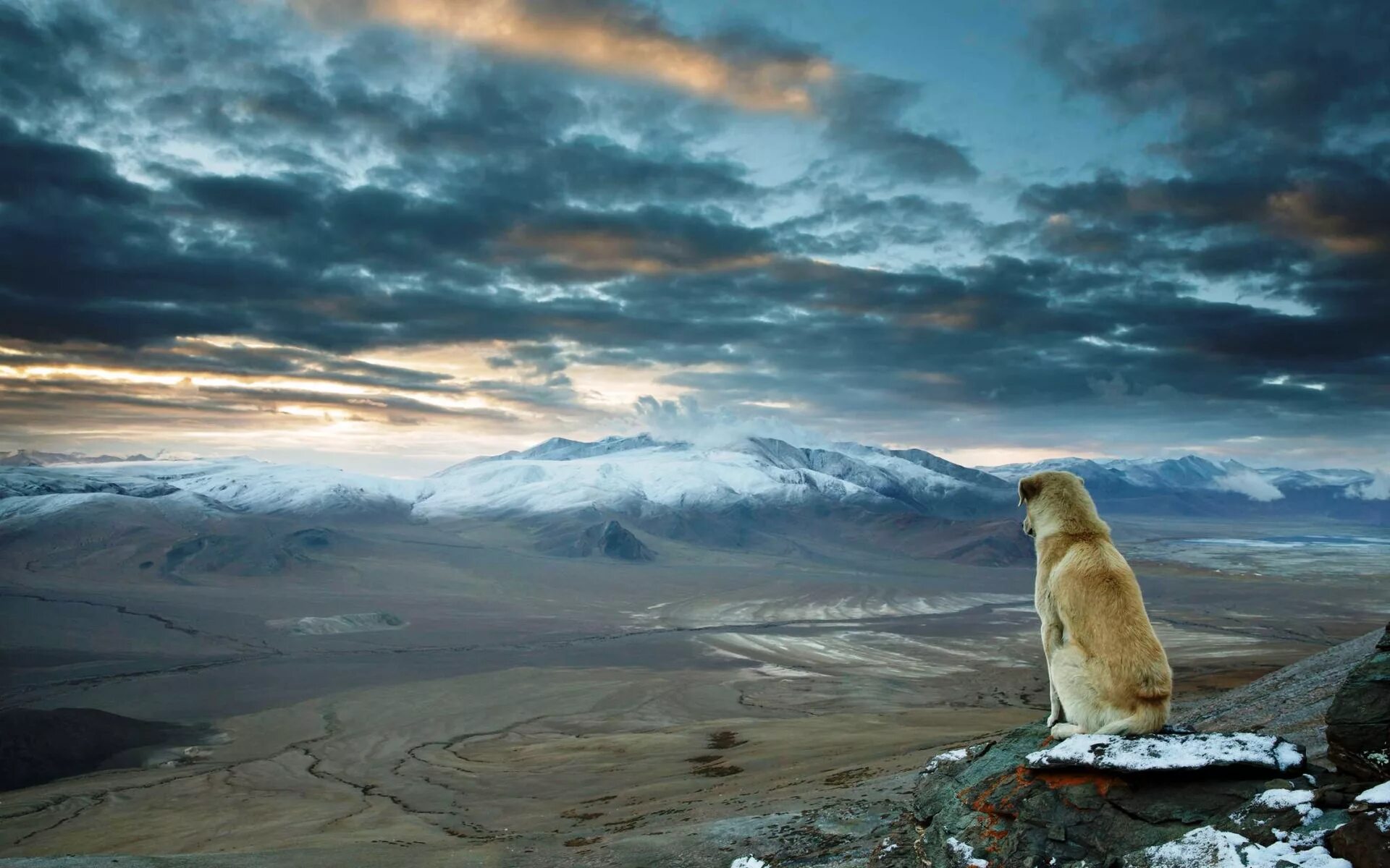 Животные в горах. Собака в горах. Одинокий медведь. Звери в горах.