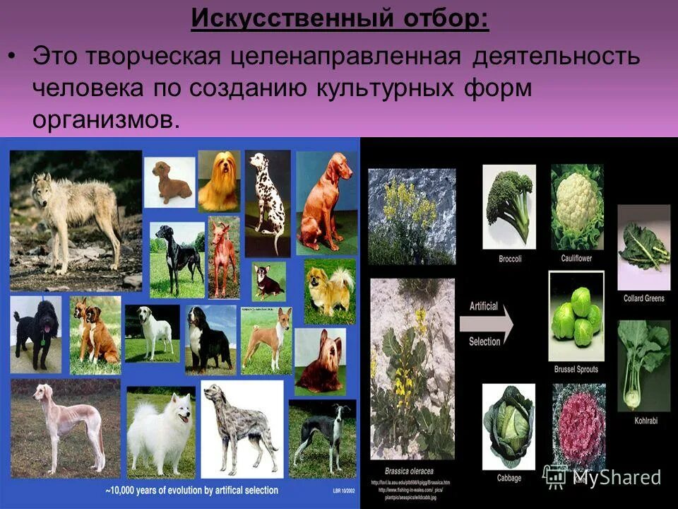 Эволюция культуры. Эволюция культуры. Схема искусственного отбора по дарвину. Культурная эволюция человека. Искусственный и естественный отбор биология.