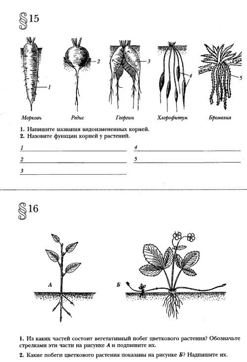 Корень 6 класс самостоятельная. Задание по биологии растений. Задания по побегам растений. Карточки по биологии по теме побег. Задания по корню растений.