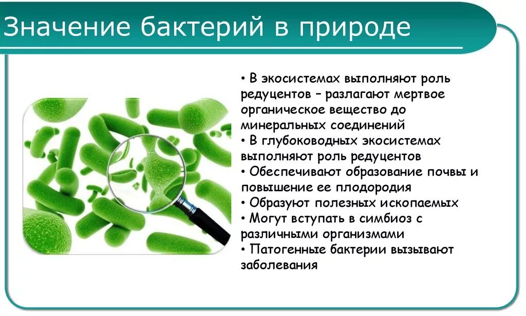 Экологическая роль бактерий. Роль бактерий в природе 5 класс биология сообщение. Значение бактерий в природе. Доклад на тему значение бактерий.