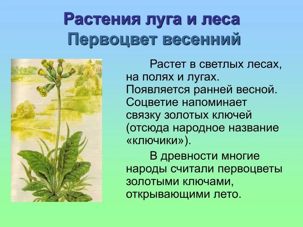 Сообщение о любом растении 2 класс. Растения леса и луга. сообщение о растении луга. растение которое растет на лугах сообщение. растения луга информация.