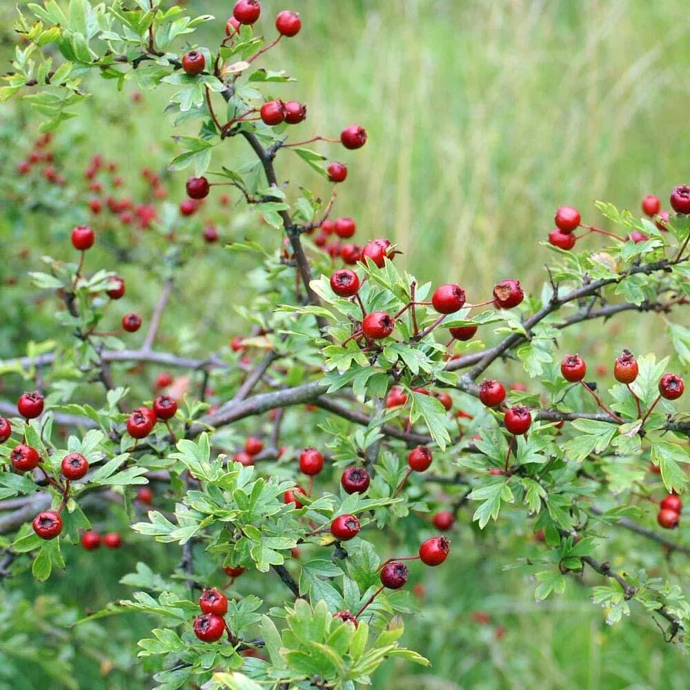 Crataegus dipyrena - Image of an specimen - Plantarium