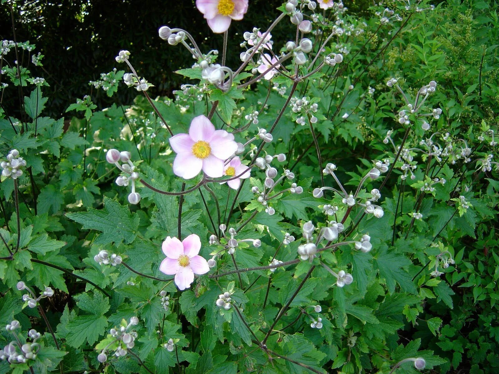 Анемон 1. Ветреница виноградолистная. анемона виноградолистная anemone vitifolia. анемона виноградолистная  anemone vitifolia  (р9). анемона войлочная &#039;robustissima&#039;.