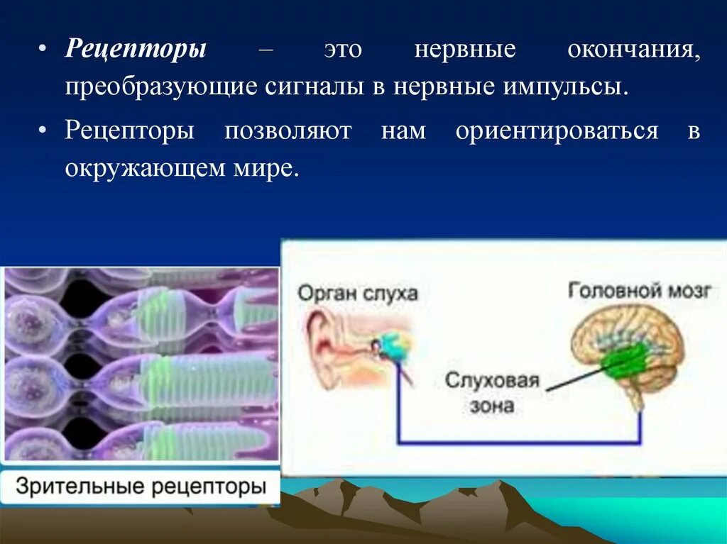 Нервные рецепторы. Рецептор (нервная система). Нервные окончания рецепторы. Рецептор нервных Импульс.