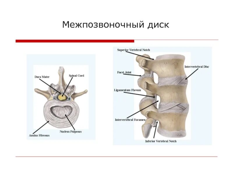 Содержимое межпозвоночного диска