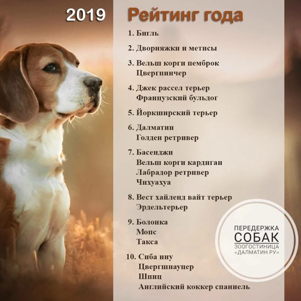 Как можно назвать щенка девочку