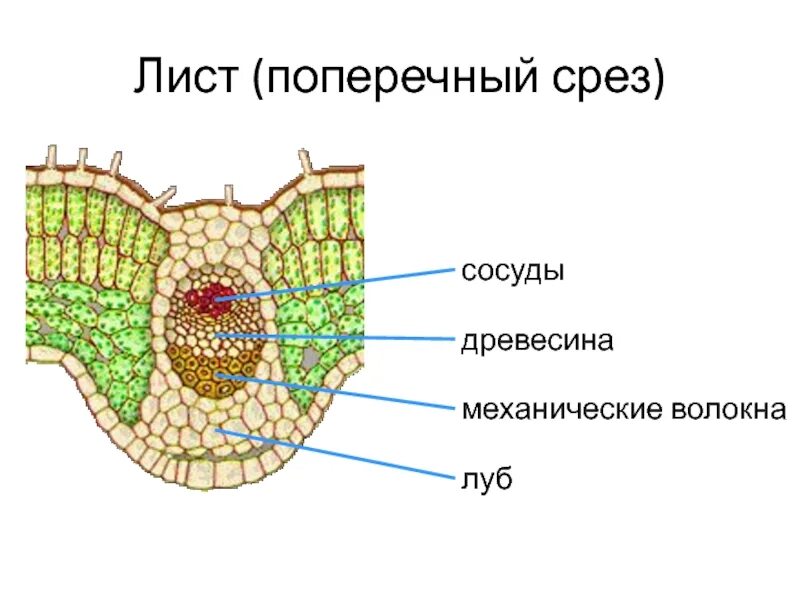 Поперечные срезы листьев: найдено 84 картинок