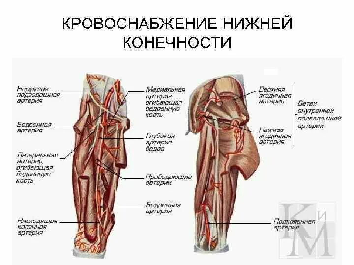 Схема ветвей глубокой артерии бедра. Поверхностная бедренная артерия анатомия. Кровоснабжение вен нижней конечности. Поверхностная бедренная артерия анатомия схема. Артерии нижней конечности бедренная