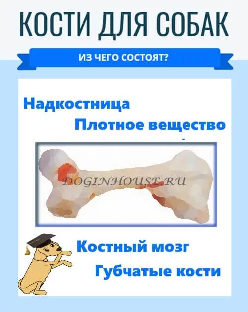 Какие кости можно давать собаке. Косточка для собак. Какие кости можно давать собаке. Лакомство для собак кость. Жевательные кости для собак.