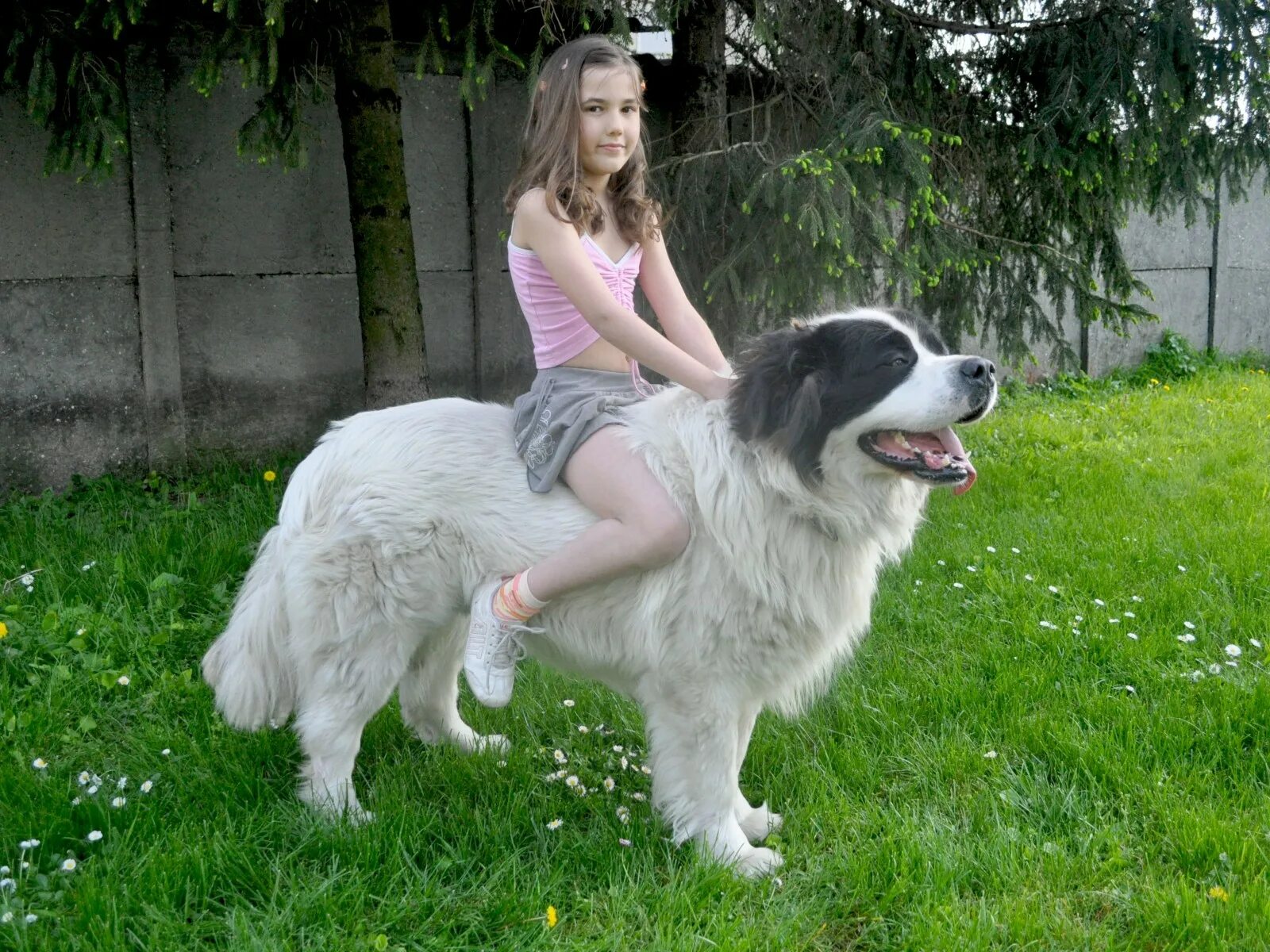 Where is her dog. Райдинг дог. Собака рядом с человеком. Породы собак для подростков девочек 16. Породы собак которые любят детей.