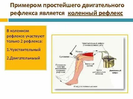 Коленный рефлекс функция спинного мозга