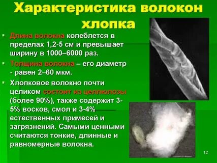 Цвет хлопкового волокна