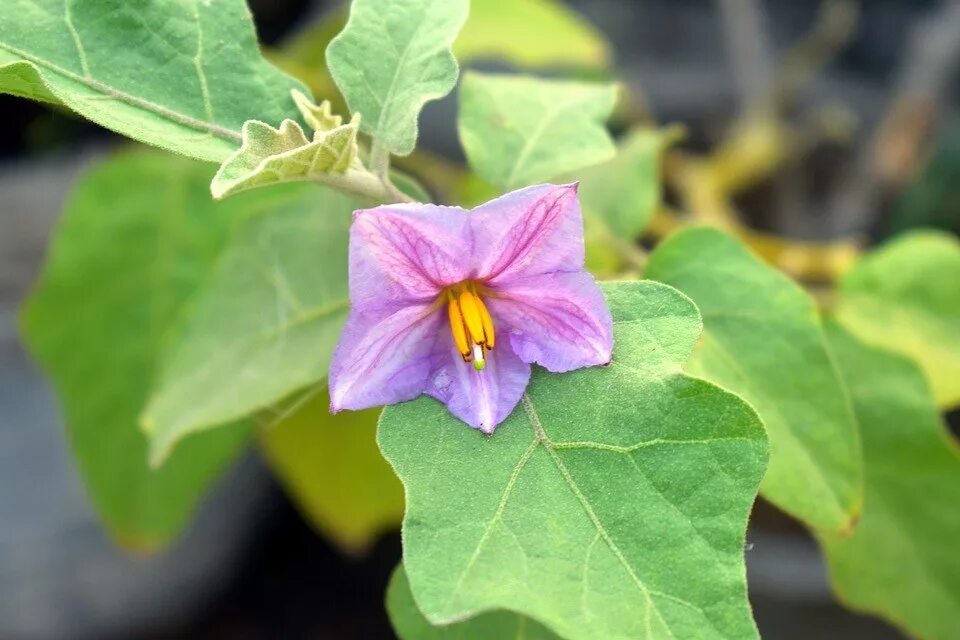 Как выглядит цветок баклажана Flower of eggplant stock photo. Image of green, cultivation 44750634