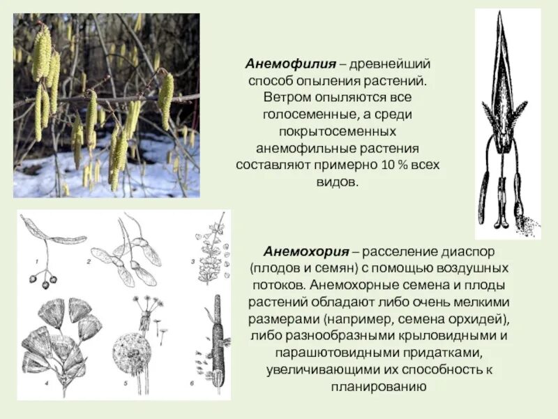 Голосеменные растения опыляются. Размножение сосны обыкновенной схема. Признаки голосеменных. Рисунок размножение голосеменных растений. Опыление голосеменных происходит.