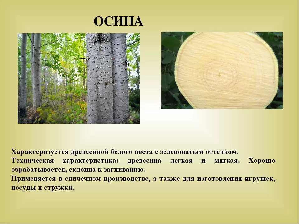Свойства дерева осины. Срез древесины осины. осина обыкновенная древесина. осина древесина в разрезе. осина характеристика древесины.