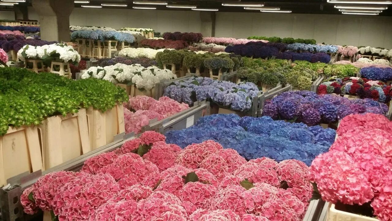 Склад черкесске. Цветочный аукцион FLORAHOLLAND В Голландии. Склад цветы Голландии Толбухина.