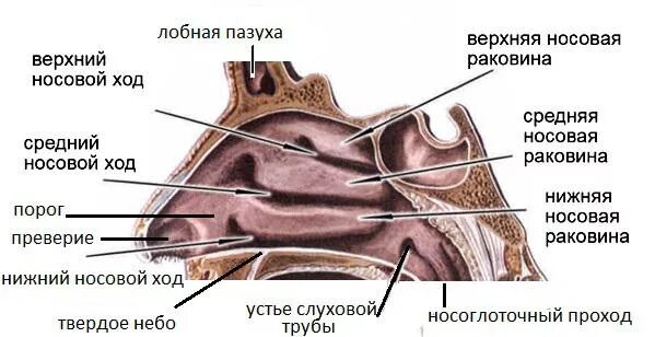 В верхний носовой ход открывается пазуха. Носовые раковины и носовые ходы. Верхняя носовой ход гайморова пазуха. Носовые раковины и носовые ходы полости носа. Строение носовой полости.