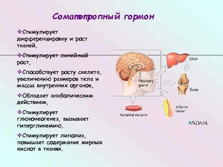 Соматотропный гормон функции. Гормон роста. Соматотропин функции гормона. Выработка соматотропного гормона. Гормон соматотропин выделяет