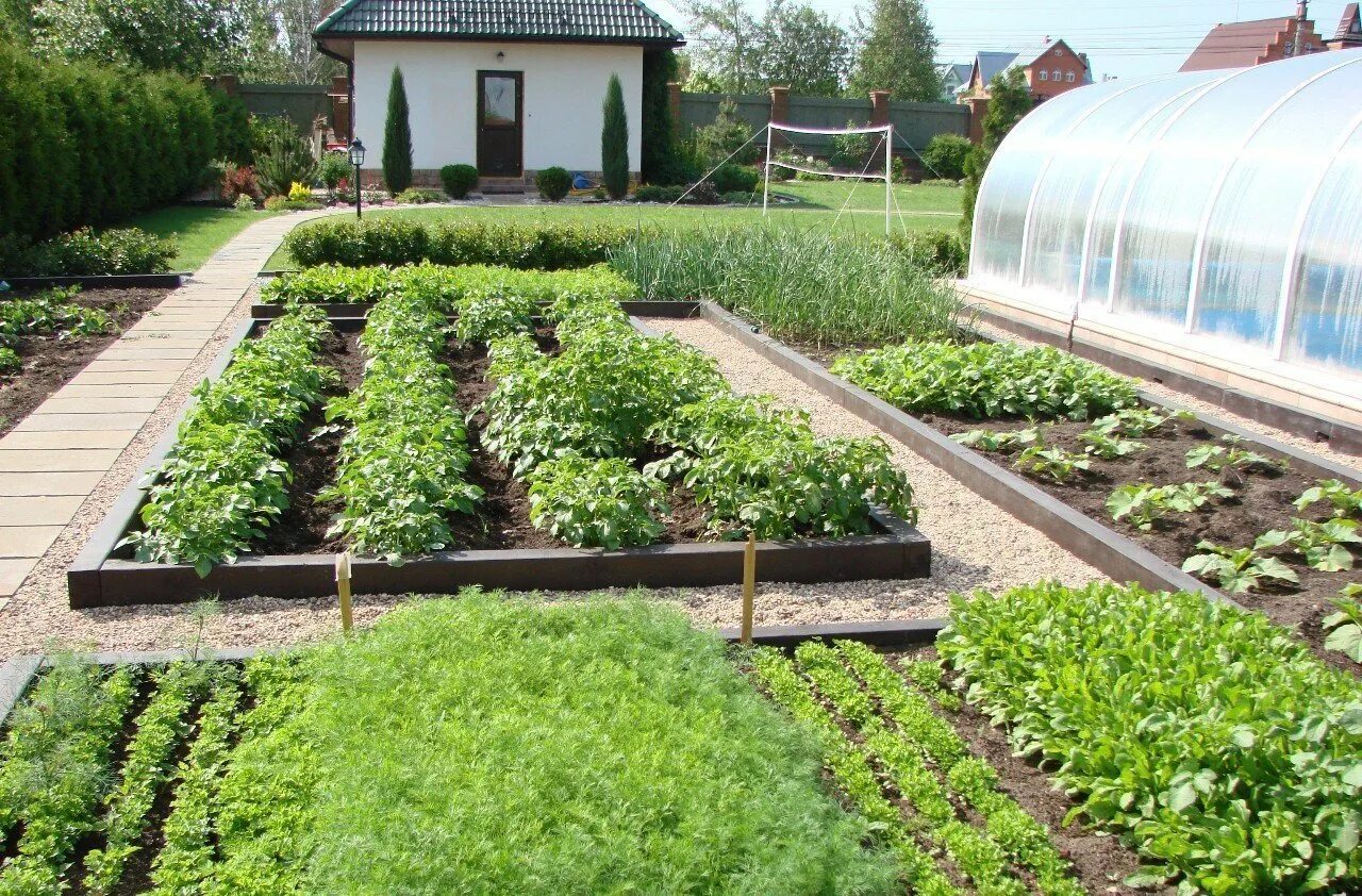 планировка огорода на даче. расположение грядок на дачном участке. сад на 10 сотках. расположение грядок на даче. грядки 6 соток.