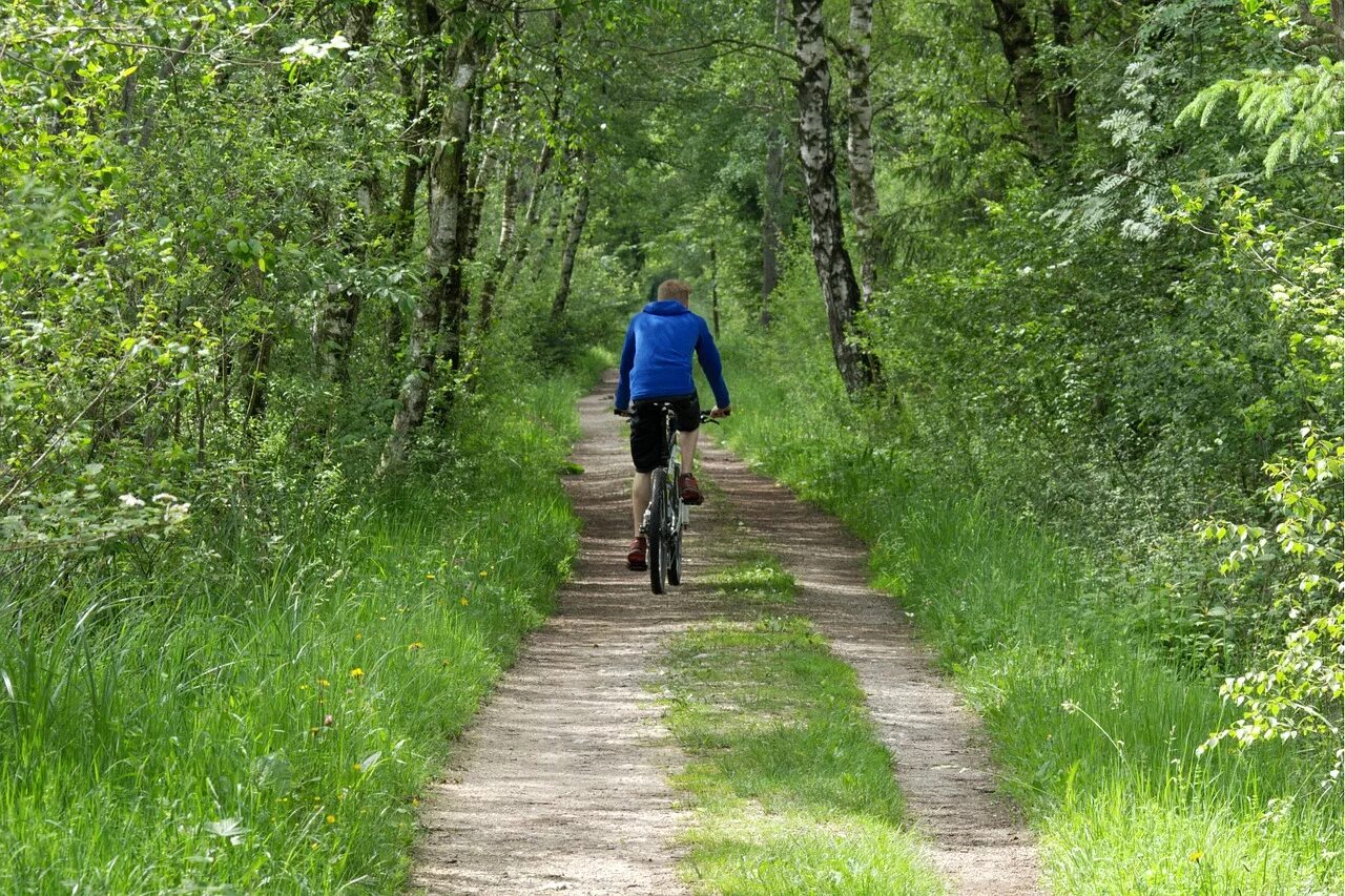 Какое вы место для прогулок. Лопухинка экотропа. Пешеходные тропы. Велосипедная дорожка в лесу. Прогулка на природе.