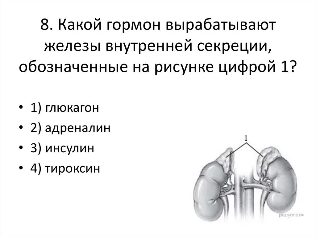 Железы выделяющие гормоны роста. Железа которая вырабатывает гормон инсулин рисунок. Какая железа внутренней секреции вырабатывает гормон инсулин?. Железы внутренней секреции вырабатывают гормоны. Тироксин железа внутренней секреции.