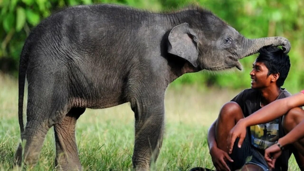 Animals more human. The Elephant child картинки. Elefante and Human.