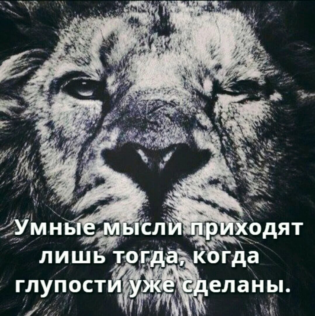 Цитаты с картинкой льва. Львы молчаливы но их страшатся а собаки. Я лев со словами. Я лев со словами. Лев фото.