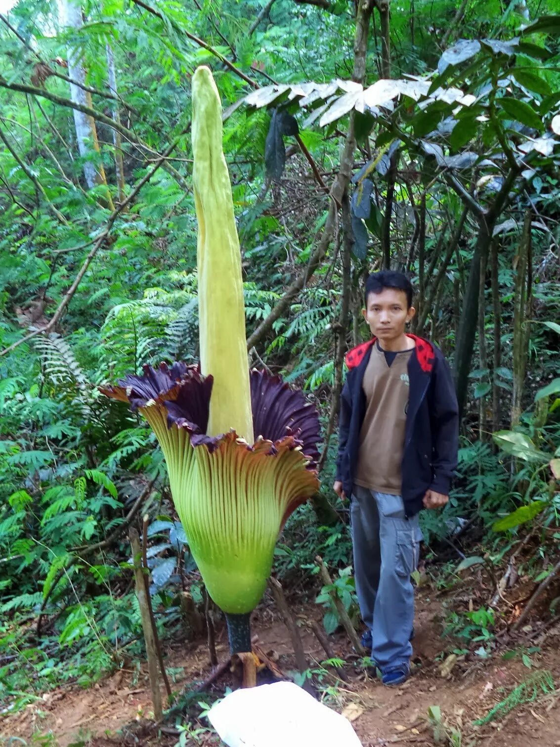 Аморфофаллус yunnanensis. Раффлезия Аморфофаллус. Цветок Аморфофаллус вонючка. Аморфофаллус Титаниум.