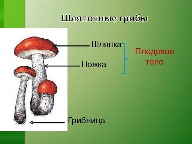 Тело гриба состоит из ответ. Строение шляпочного гриба. Гриб (плодовое тело). Строение шляпочного гриба в разрезе. Строение гриба 5 класс биология.