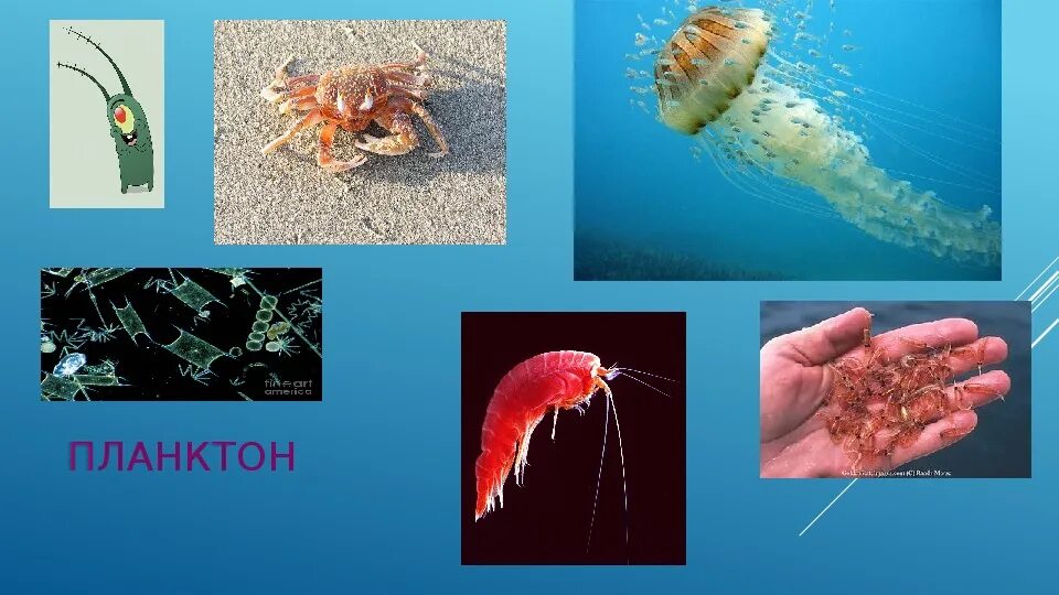 Планктон зоопланктон бентос. Планктон это в биологии. Что такое планктон биология 5 класс. Бентос планктон Нектон Литораль.