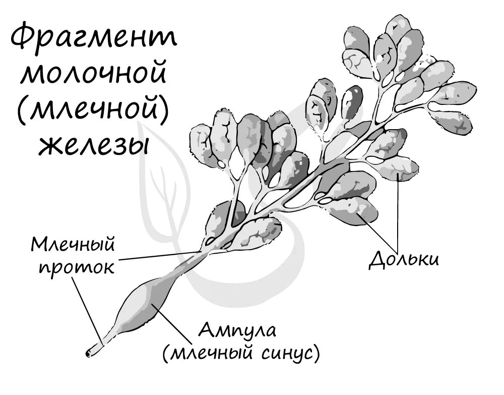 Млечные железы функции. Млечные железы. Млечные железы млекопитающих. Строение млечные железы животных. Фрагмент млечной железы.