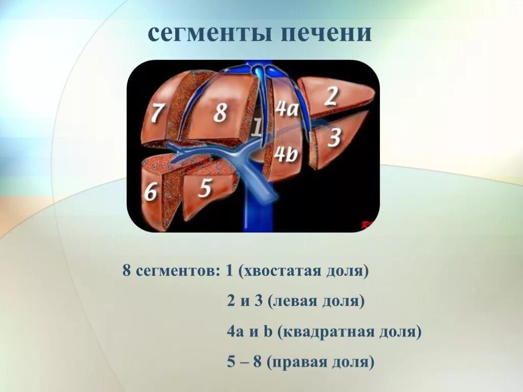 Строение печени сегменты. Кт анатомия печени. Сегменты печени мрт анатомия.