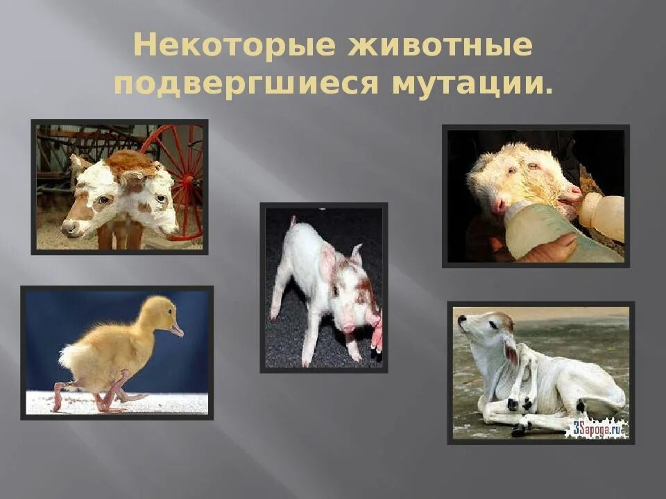 Проект охрана животных. Проект на тему защита животных. Презентация на тему защита животных. Защита питомца
