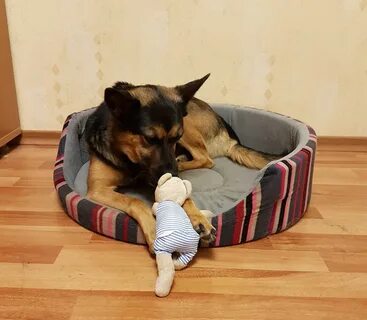Адаптация собаки