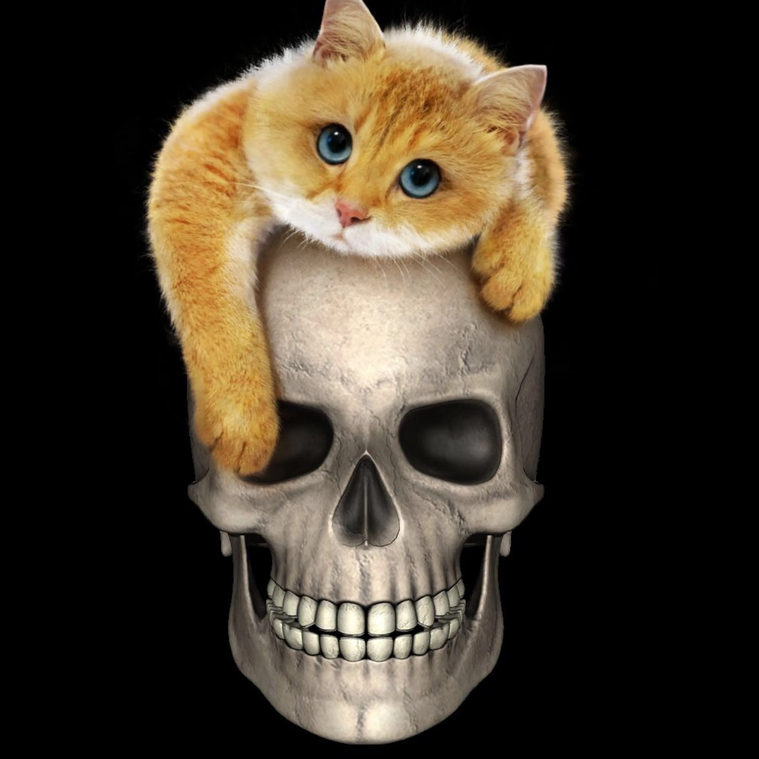 Кошачий череп. Череп кота. мультяшный кошачий череп. череп кота арт. кот ава череп.