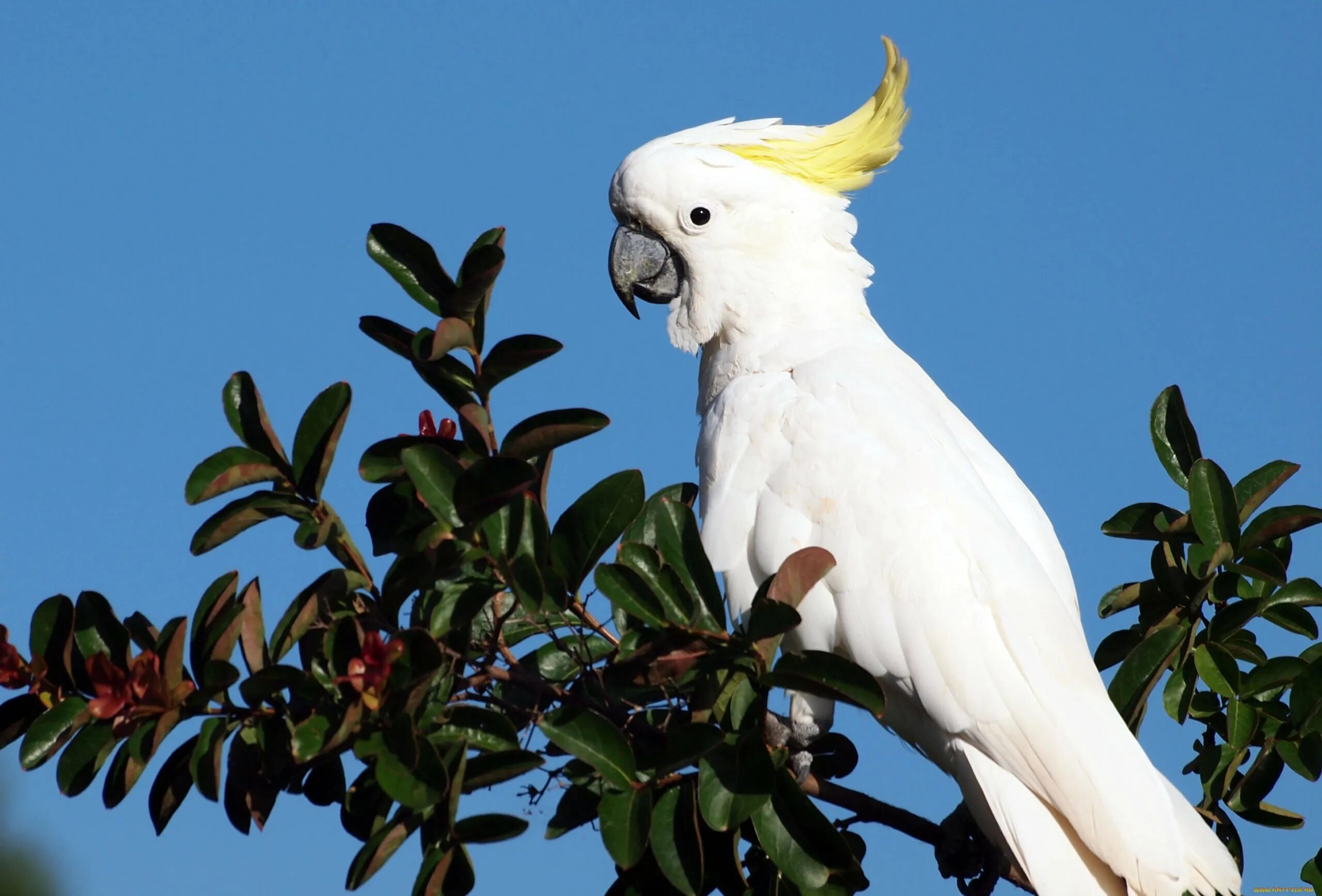 Какаду ответы. Попугай Какаду. Белый попугай Какаду. Австралийский попугай Какаду.