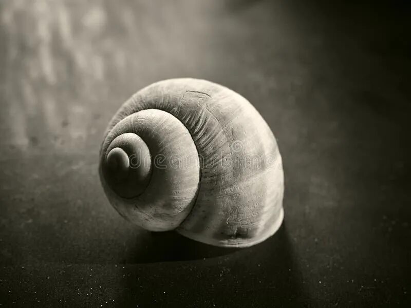 Snail shell