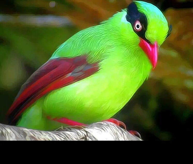 Grønirisk (Carduelis chloris) Beaux oiseaux, Photo animaux, Canaris