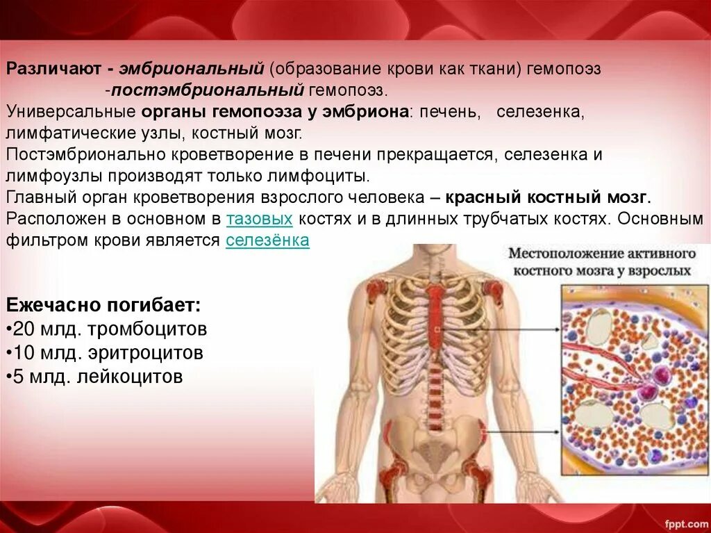 Органы гемопоэза. Система органов кроветворения. Органы кроветворения у человека. Функции кроветворных органов. Красный костный мозг лимфатическая система.