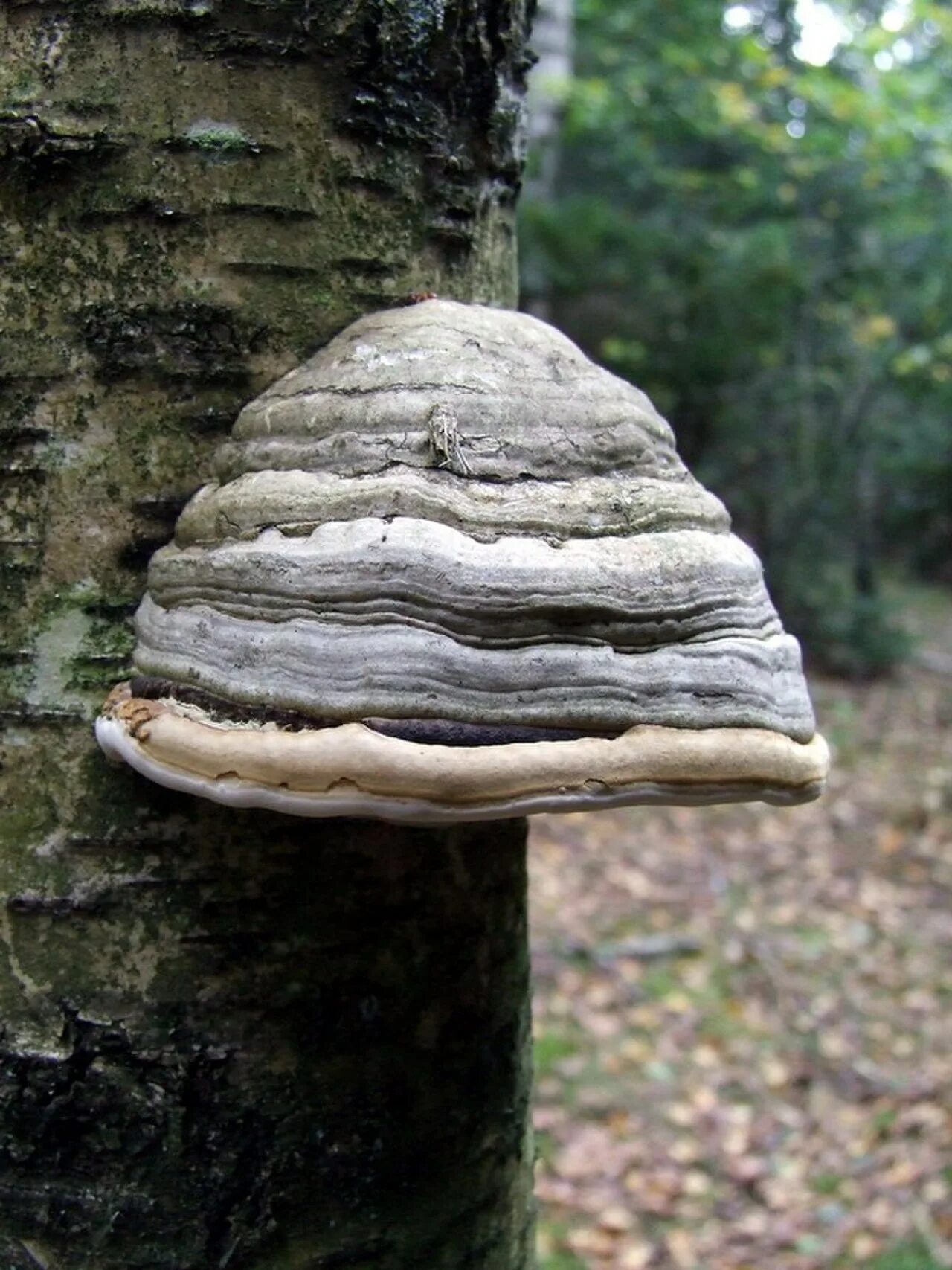 Трутовиком в природе. Трутовик обыкновенный fomes fomentarius. Гриб трутовик настоящий. Трутовик настоящий fomes fomentarius. Гриб трутовик гриб трутовик.