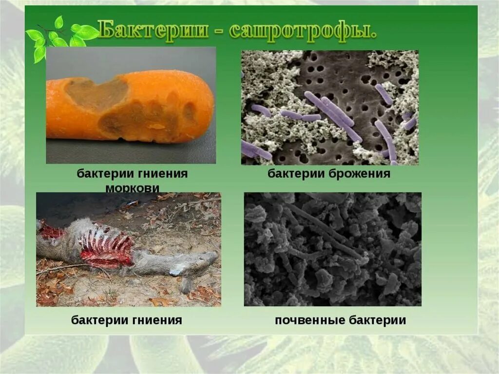 Сапротрофные почвенные бактерии. Бактерии гниения сапротрофы. Микроорганизмы-сапрофиты аммонифицирующие. Сапротрофы бактерии брожения. К гнилостным бактериям относятся