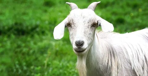 Funny goat gif