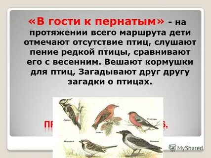Еще с утра заметили отсутствие птиц