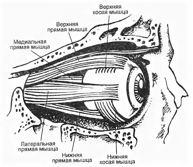 глазные мышцы близорукость