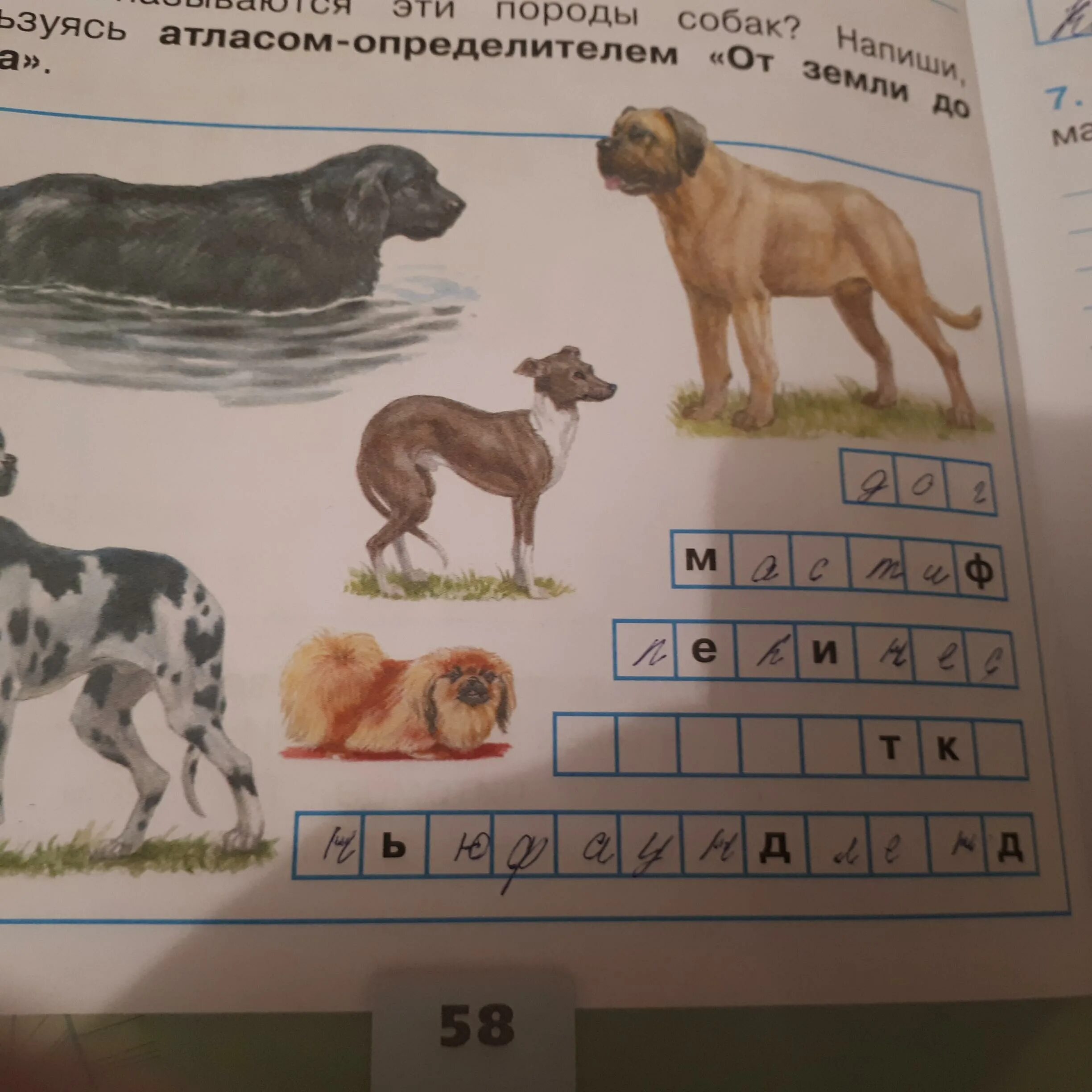 Общее название охотничьих служебных собак кроссворд. Кроссворд про собак. окружающий мир 2 класс кроссворд про собак. породы собак окружающий мир 2 класс. кроссворд про собак 2 класс.