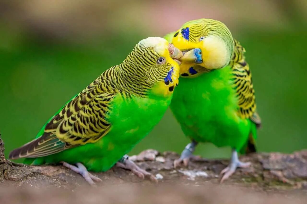 Попугаи волнистые попугайчики. Попугай зеленый волнистик. Волнистый попугай Budgie. Родина волнистых попугайчиков.